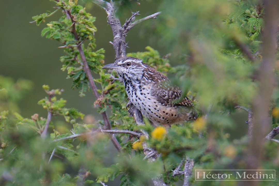 Cactus Wren - ML644618347