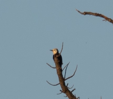 シロガシラキツツキ - ML644618348