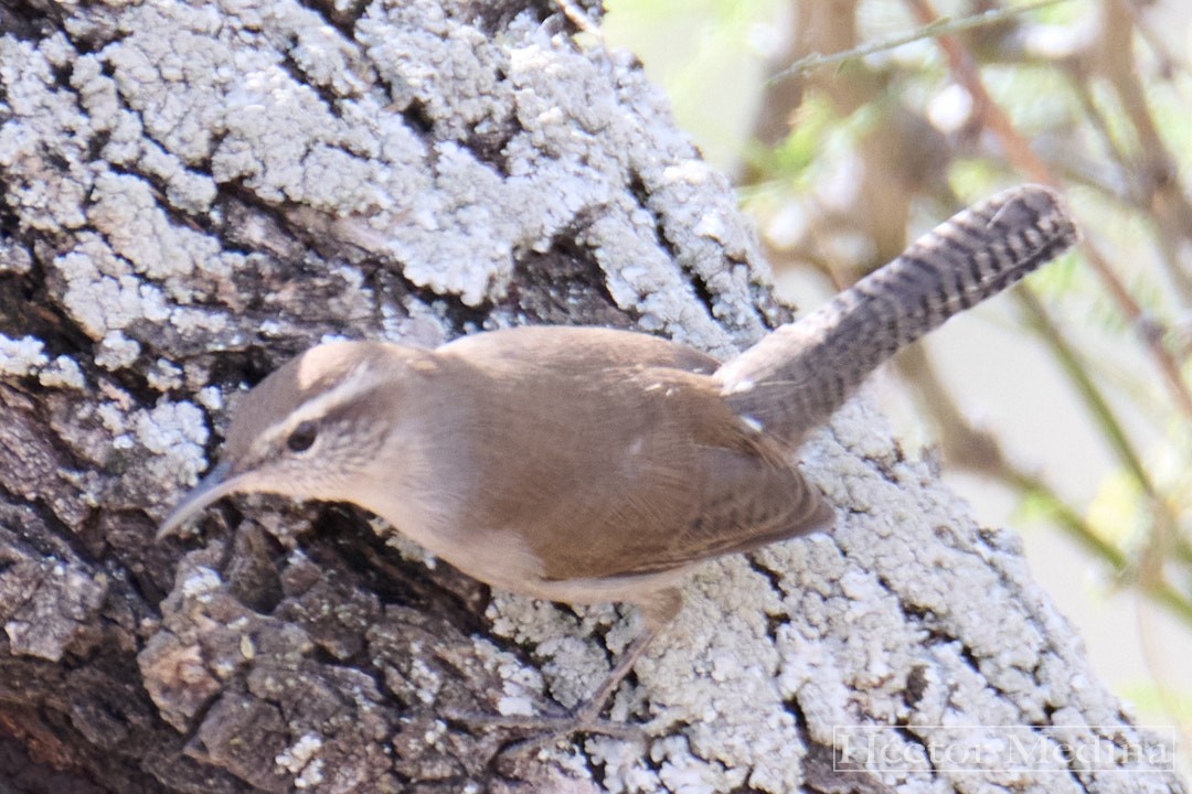Bewick's Wren - ML644618351