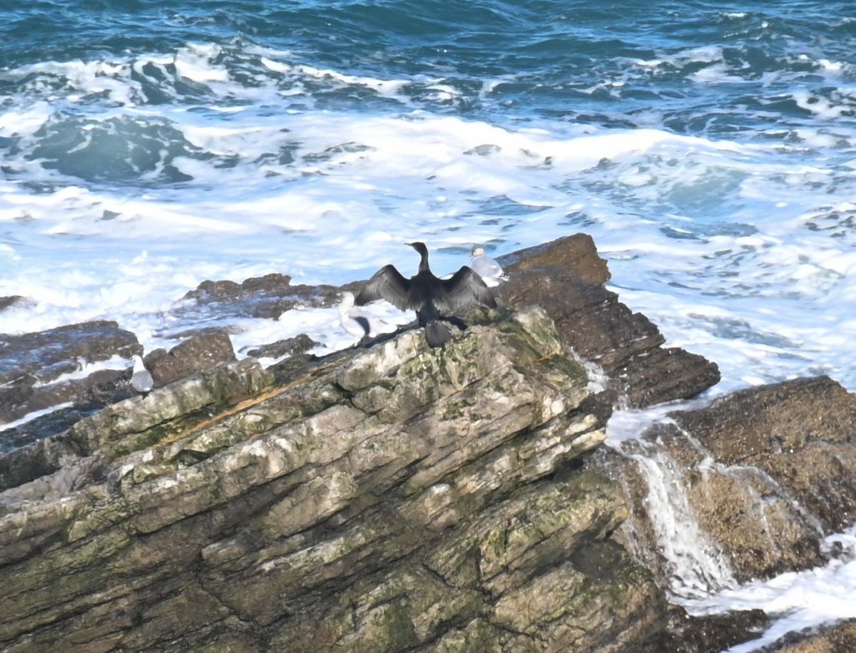 Cormorán Grande - ML644618355