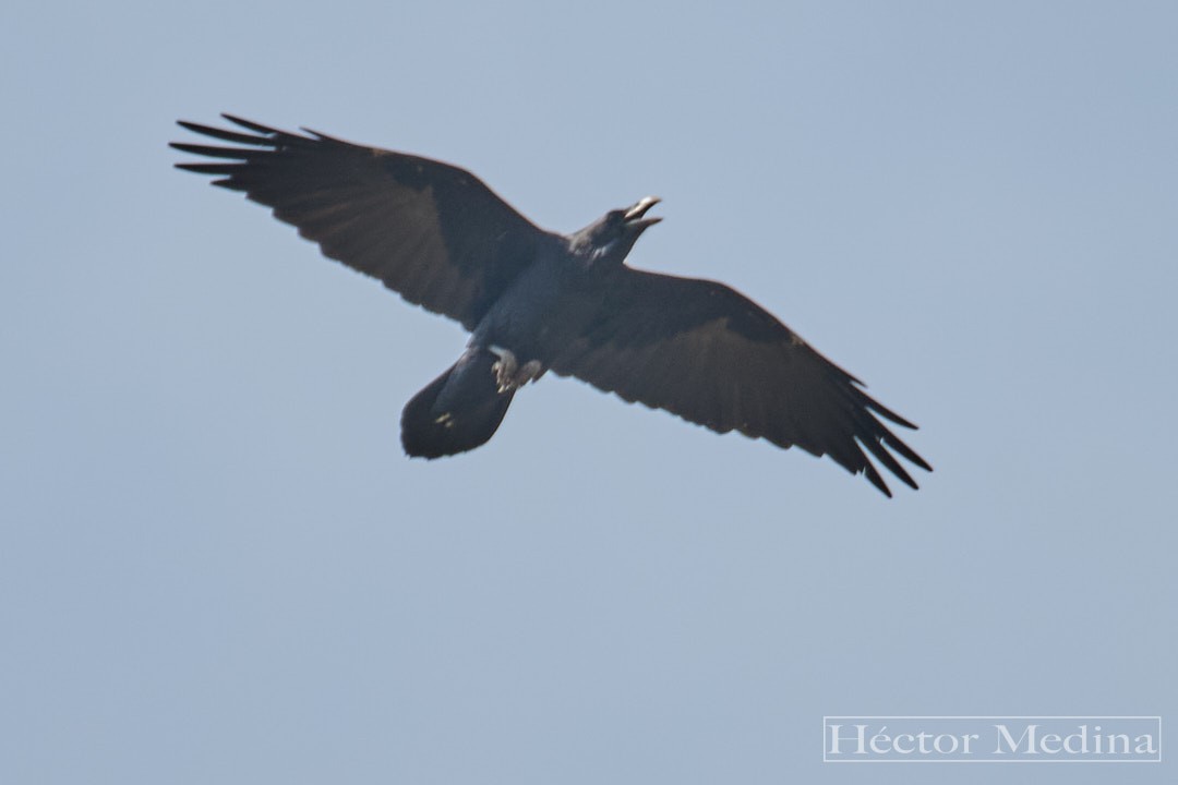Chihuahuan Raven - ML644618359