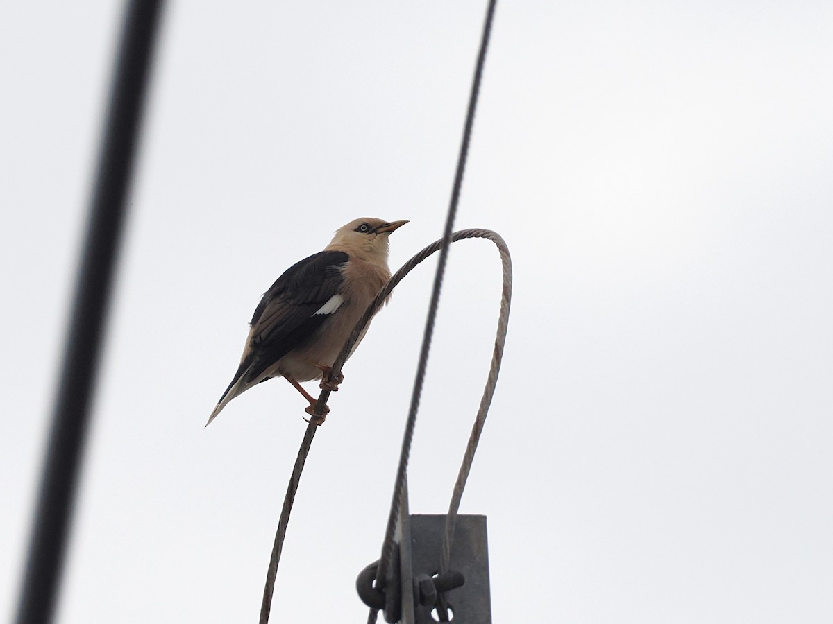 זרזיר בורמזי דרומי - ML644618364