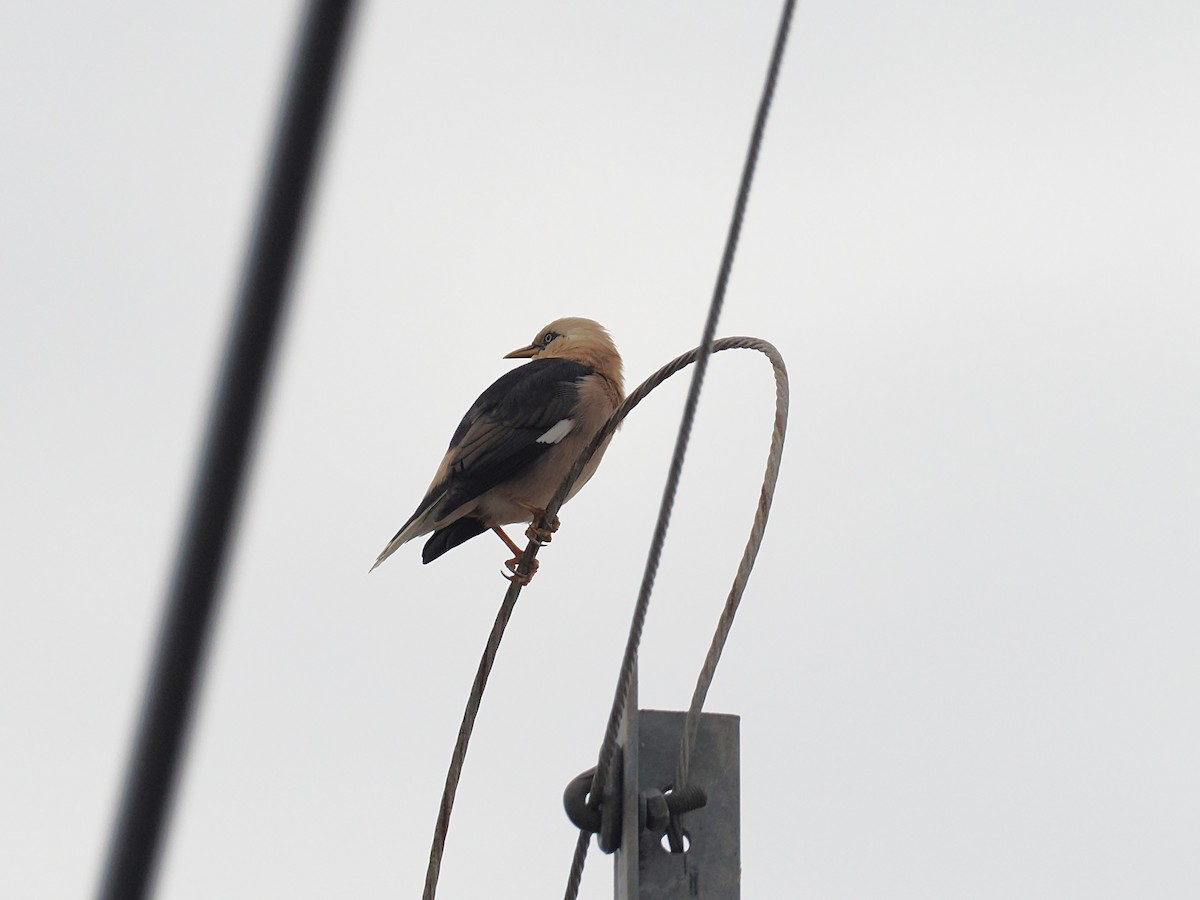 זרזיר בורמזי דרומי - ML644618365