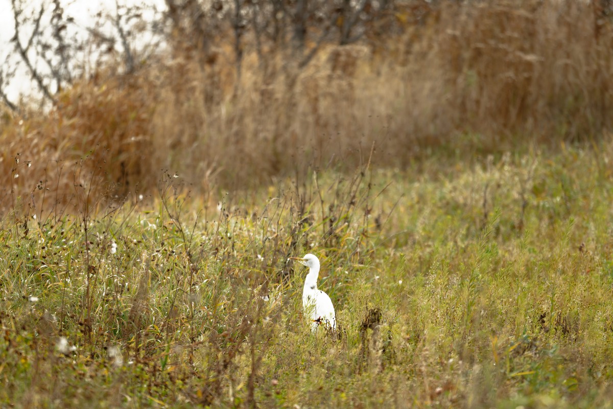 Western Cattle-Egret - ML644618389