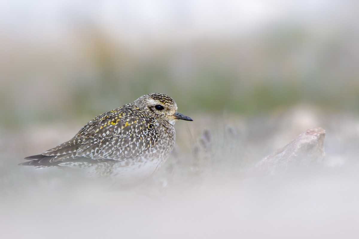 Altın Yağmurcun - ML644618400