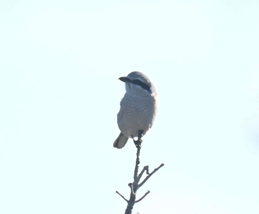 ťuhýk severní - ML644618402