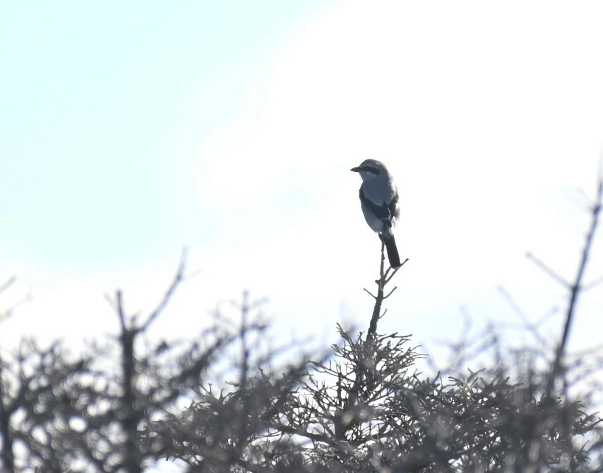 ťuhýk severní - ML644618403