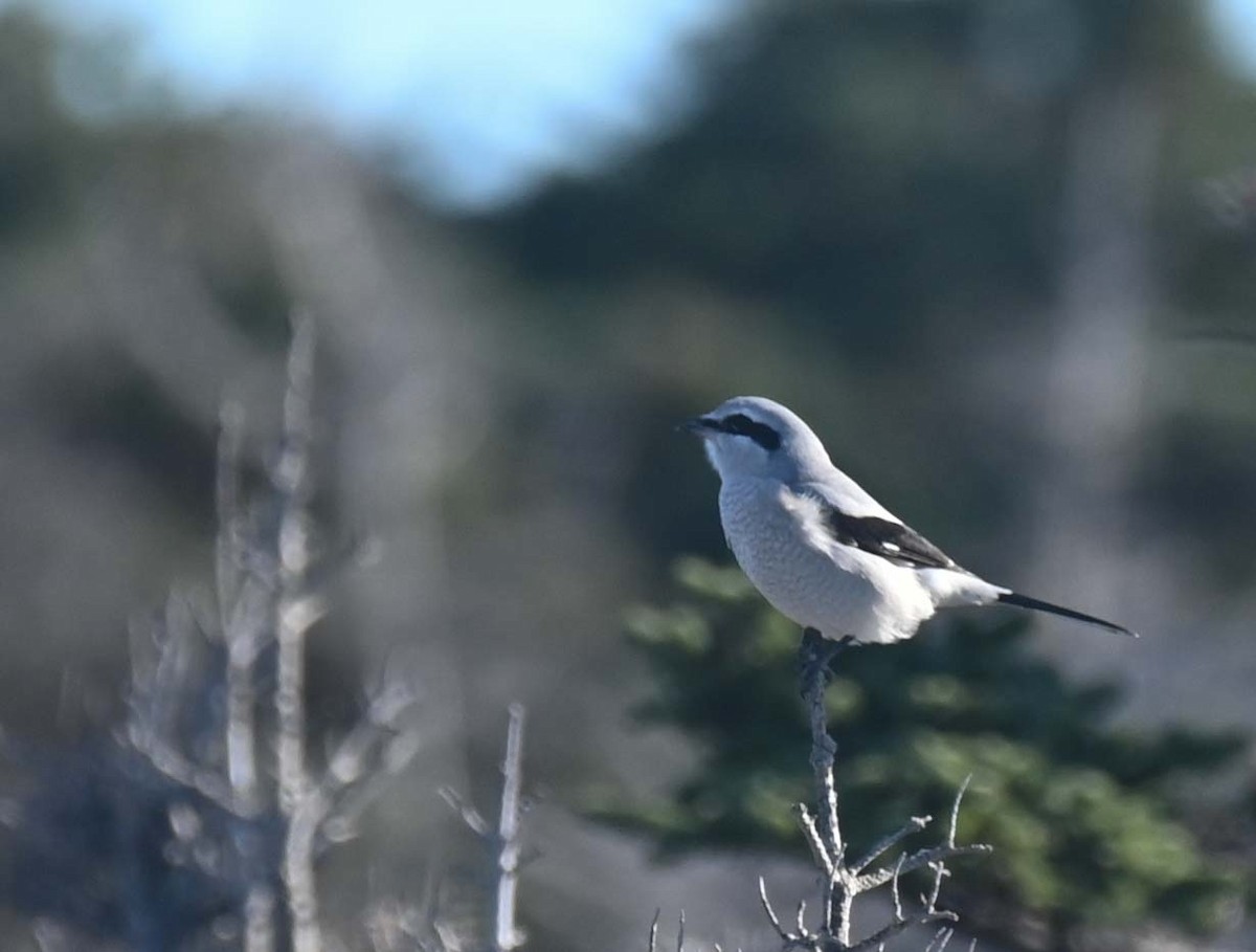 ťuhýk severní - ML644618404