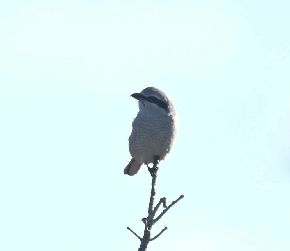 ťuhýk severní - ML644618406