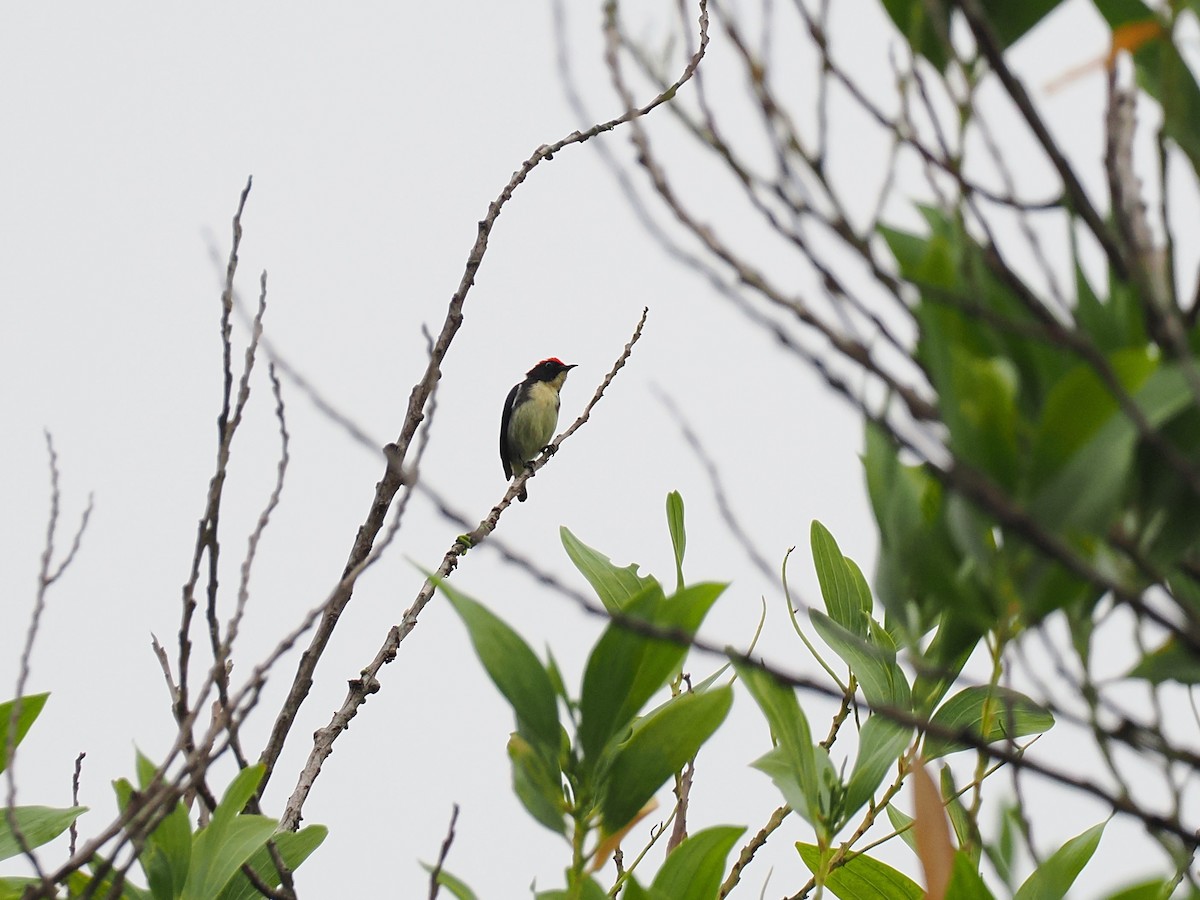 Scarlet-backed Flowerpecker - ML644618412