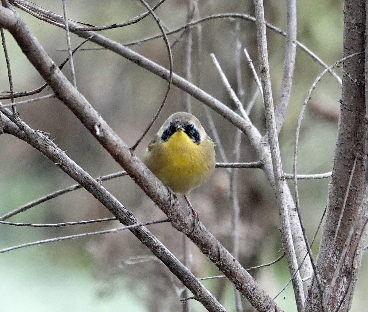 Common Yellowthroat - ML644618414