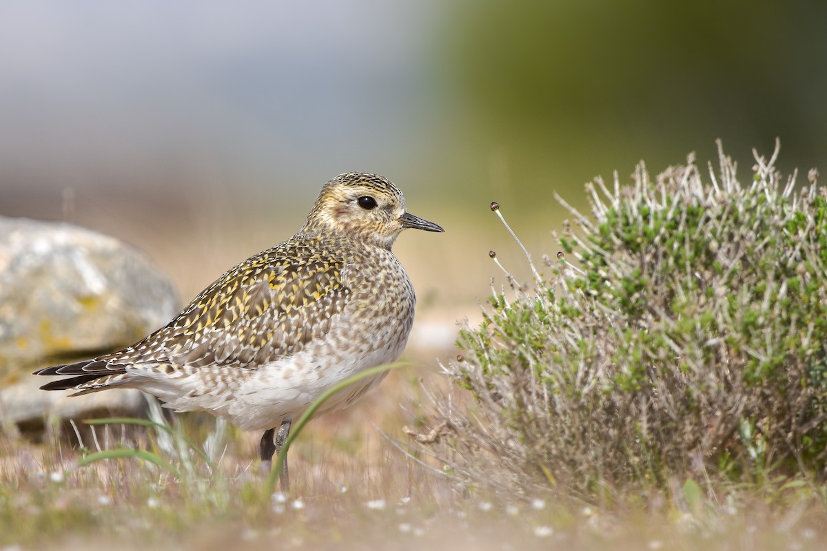 Altın Yağmurcun - ML644618415