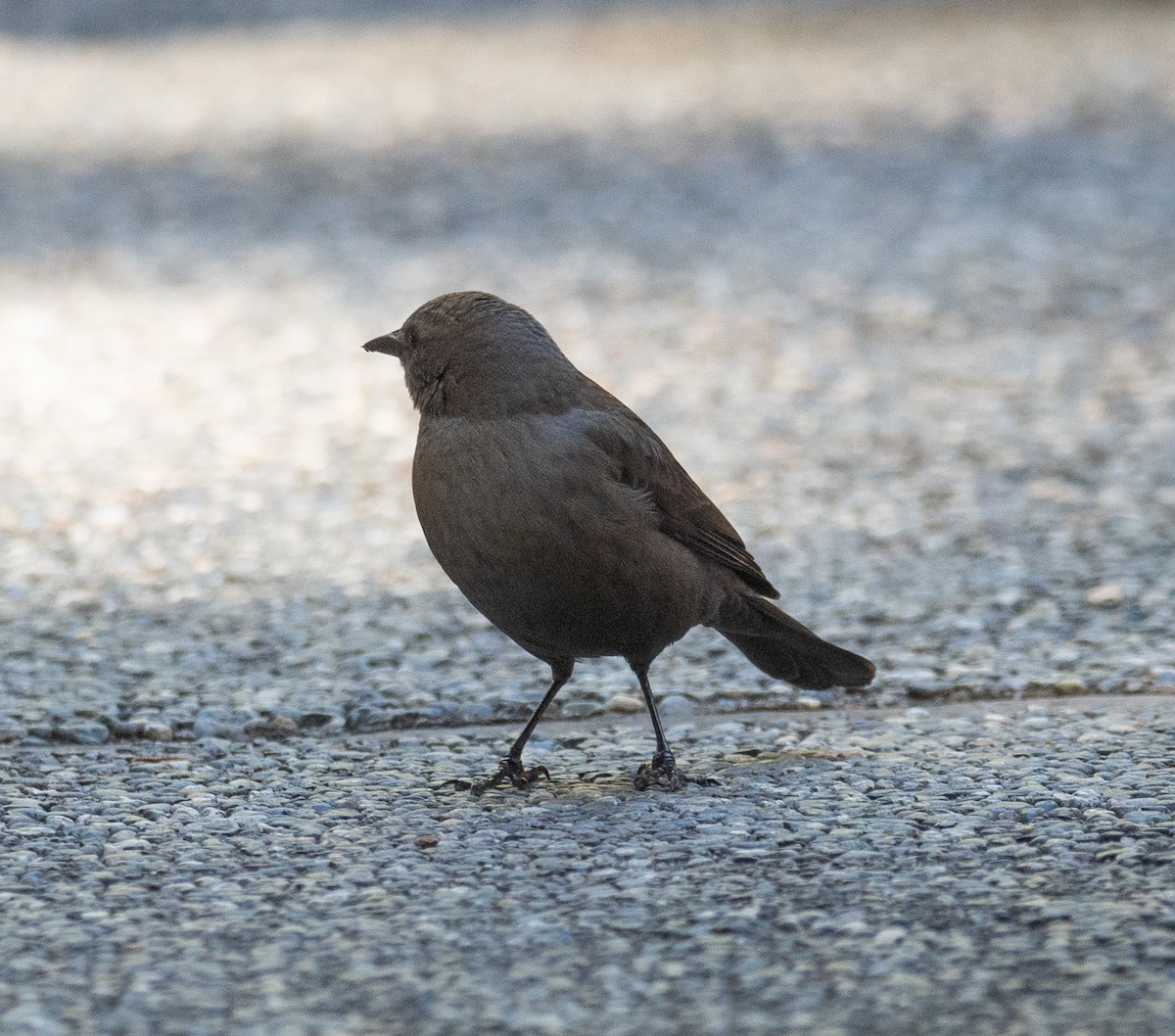 Brewer Karatavuğu - ML644618417