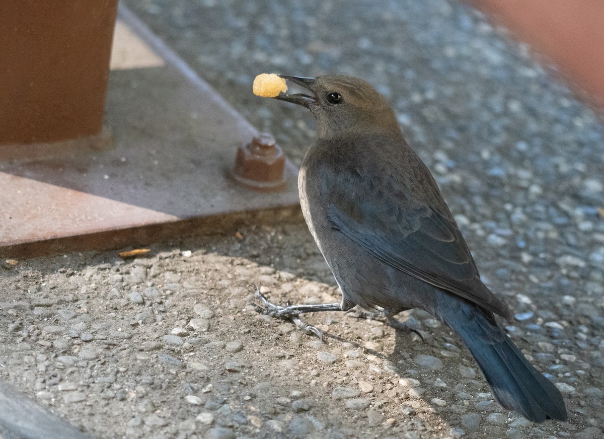 Brewer Karatavuğu - ML644618418