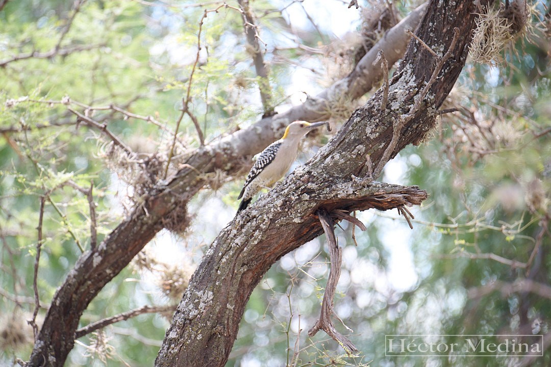 Golden-fronted Woodpecker - ML644618419