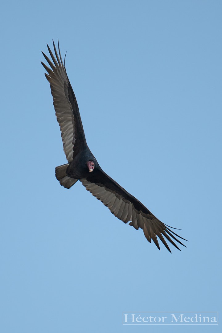 Turkey Vulture - ML644618428