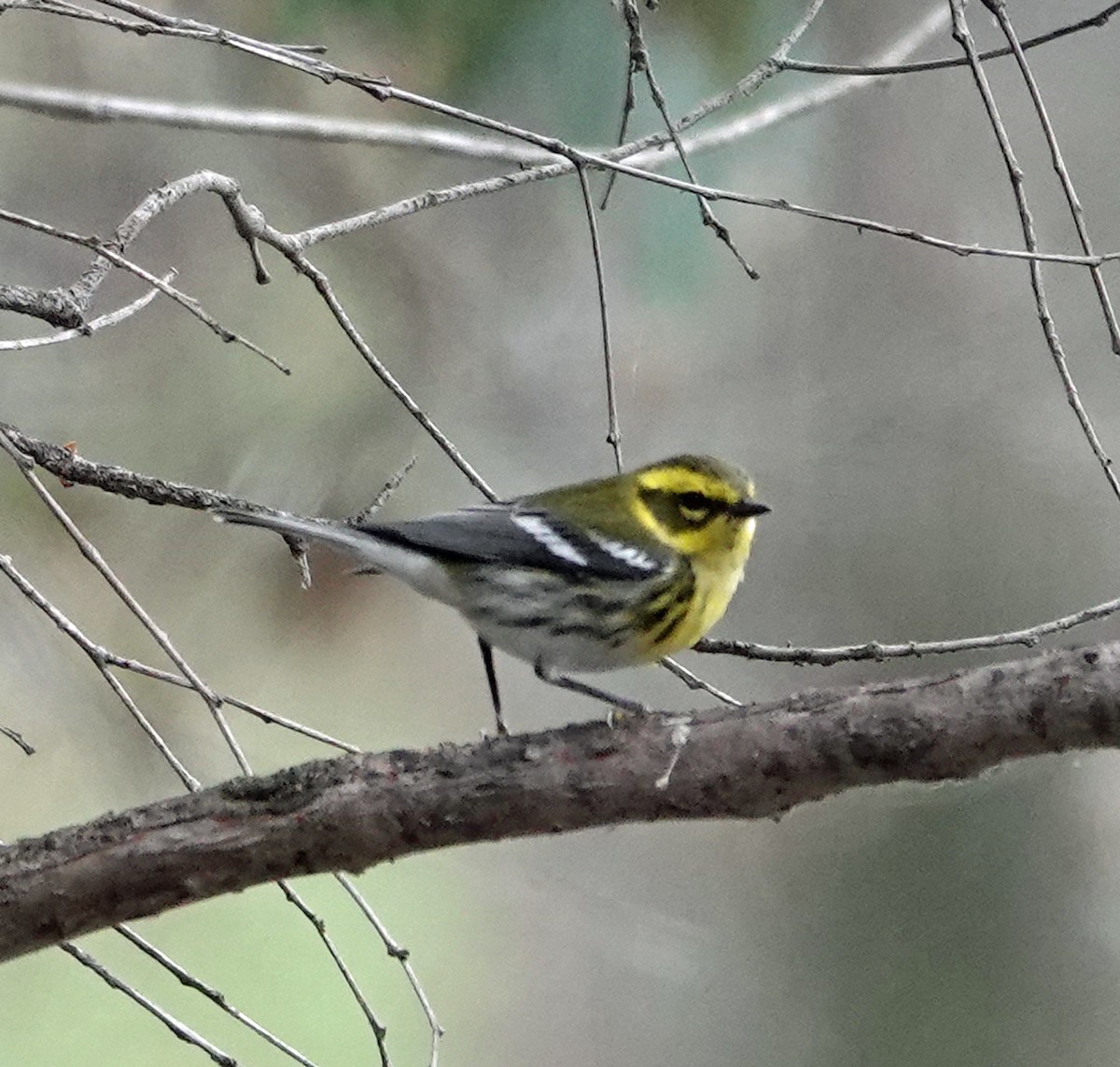 Paruline de Townsend - ML644618429