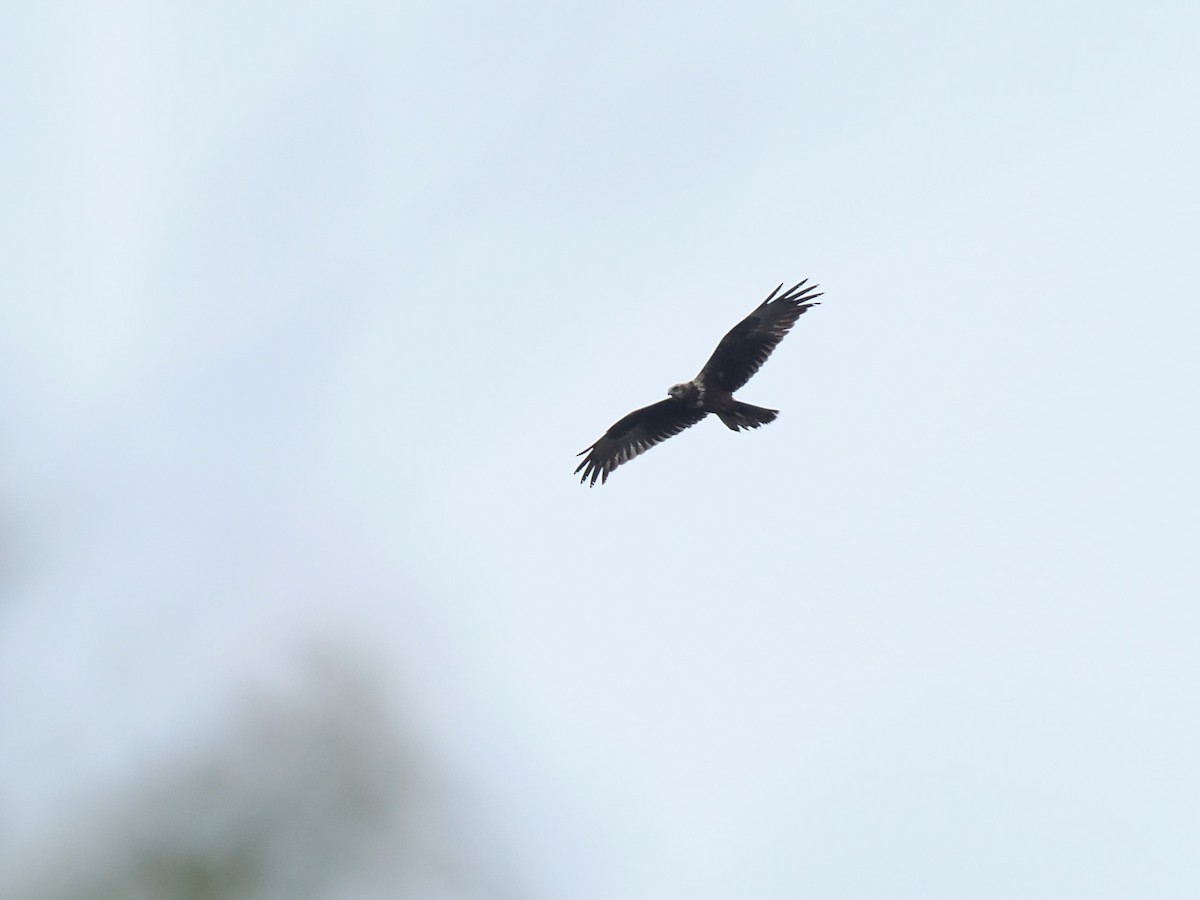 Eastern Marsh Harrier - ML644618432