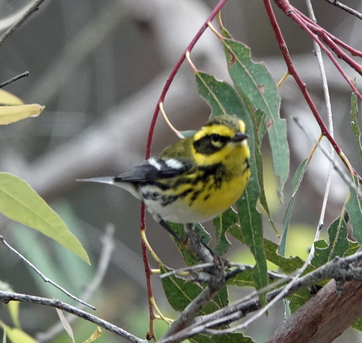 Paruline de Townsend - ML644618434