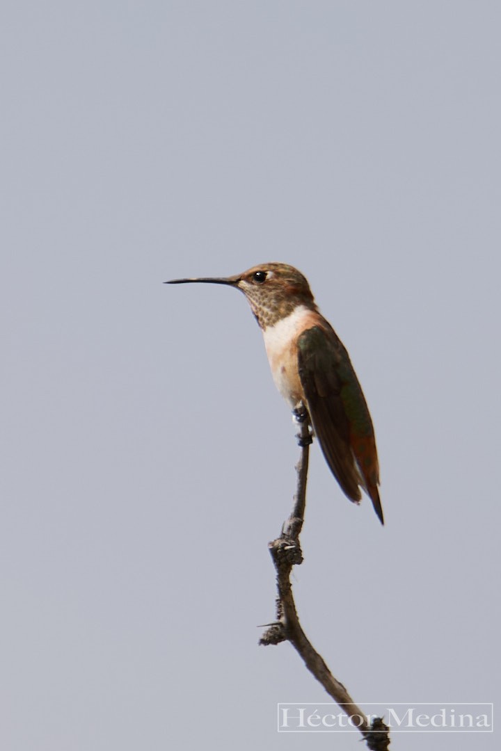 Rufous Hummingbird - ML644618437