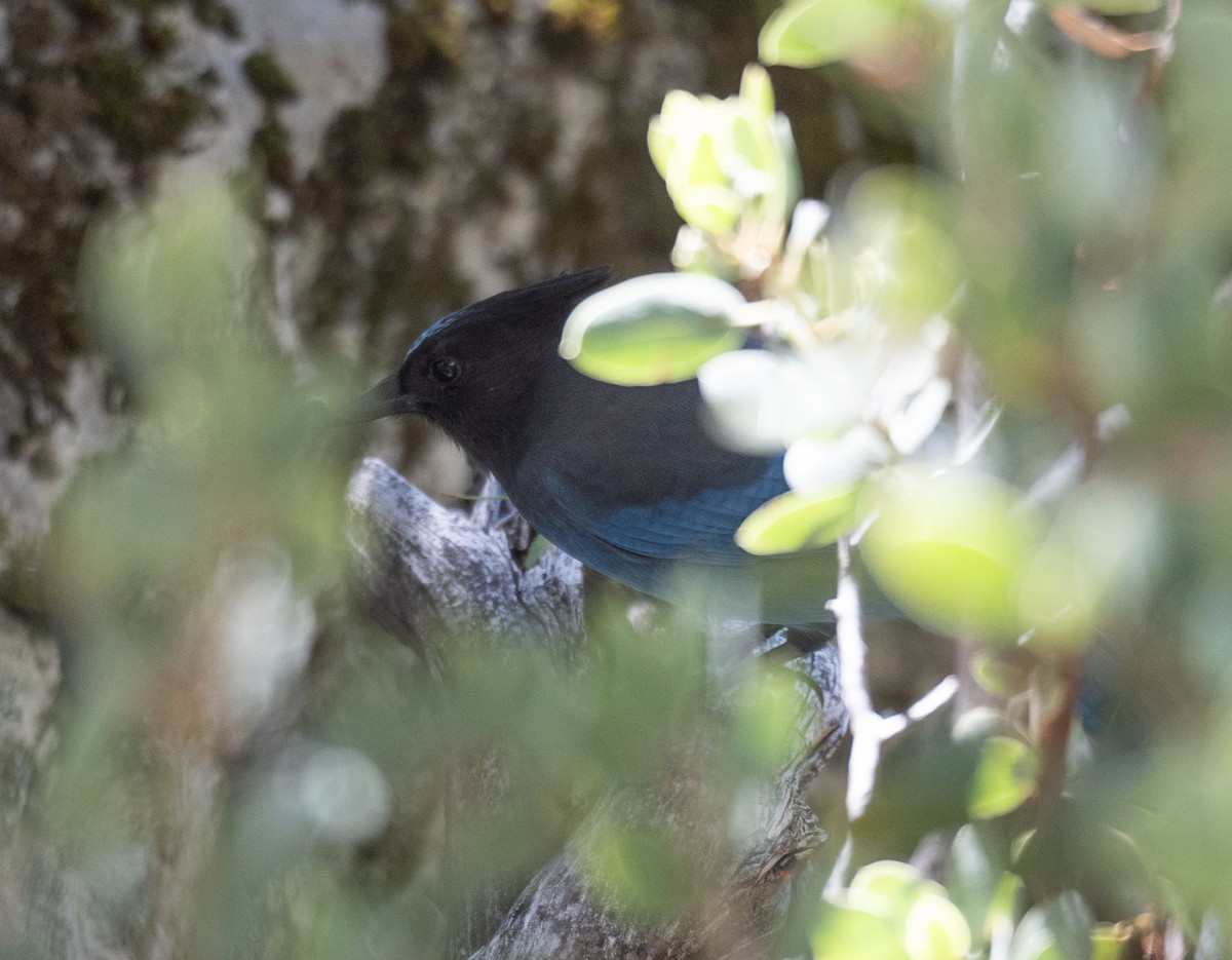 Steller's Jay - ML644618454