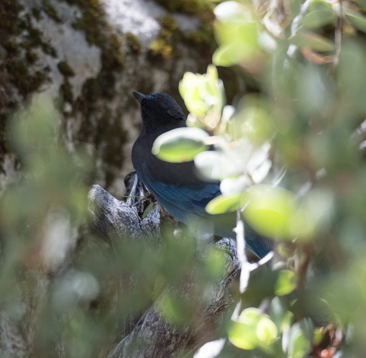 Steller's Jay - ML644618457