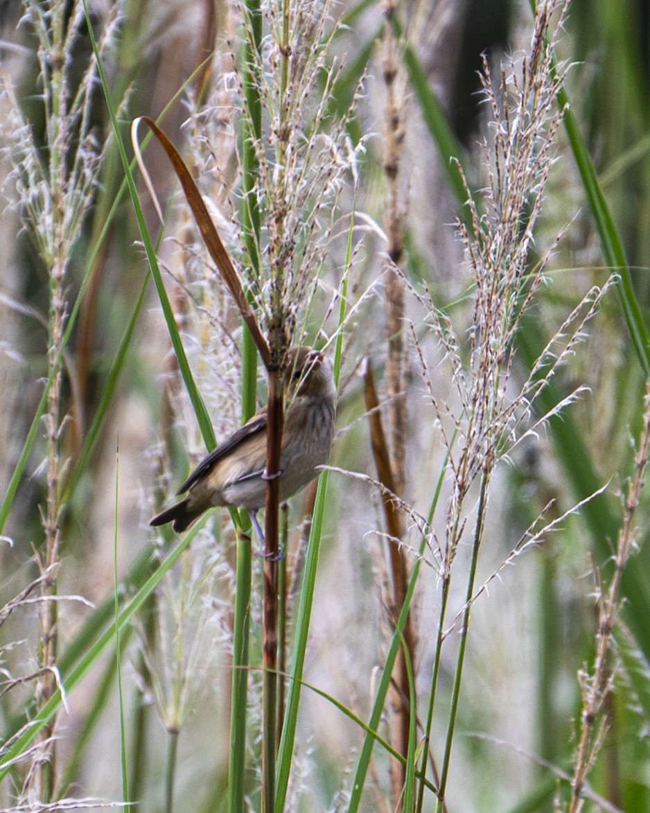 indigospurv - ML644618481