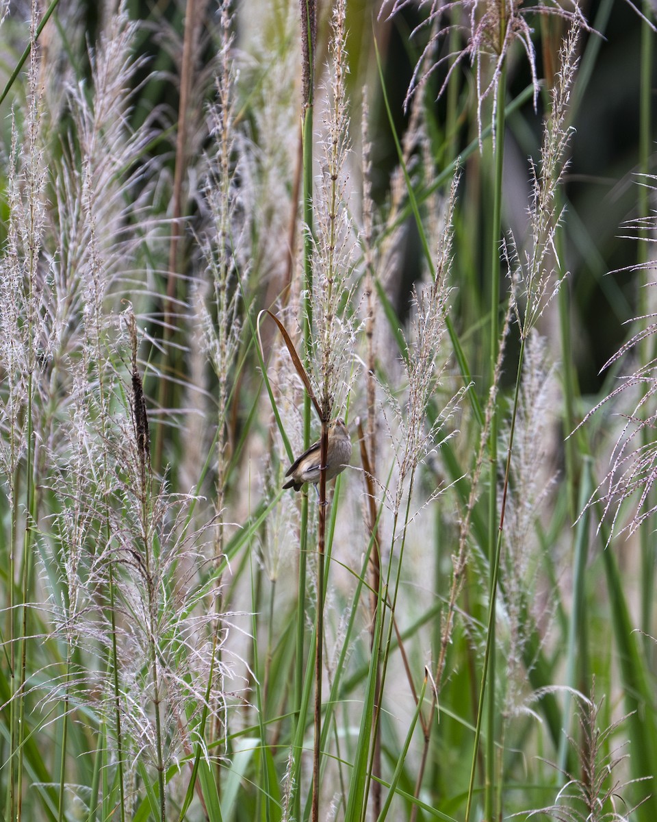 indigospurv - ML644618482