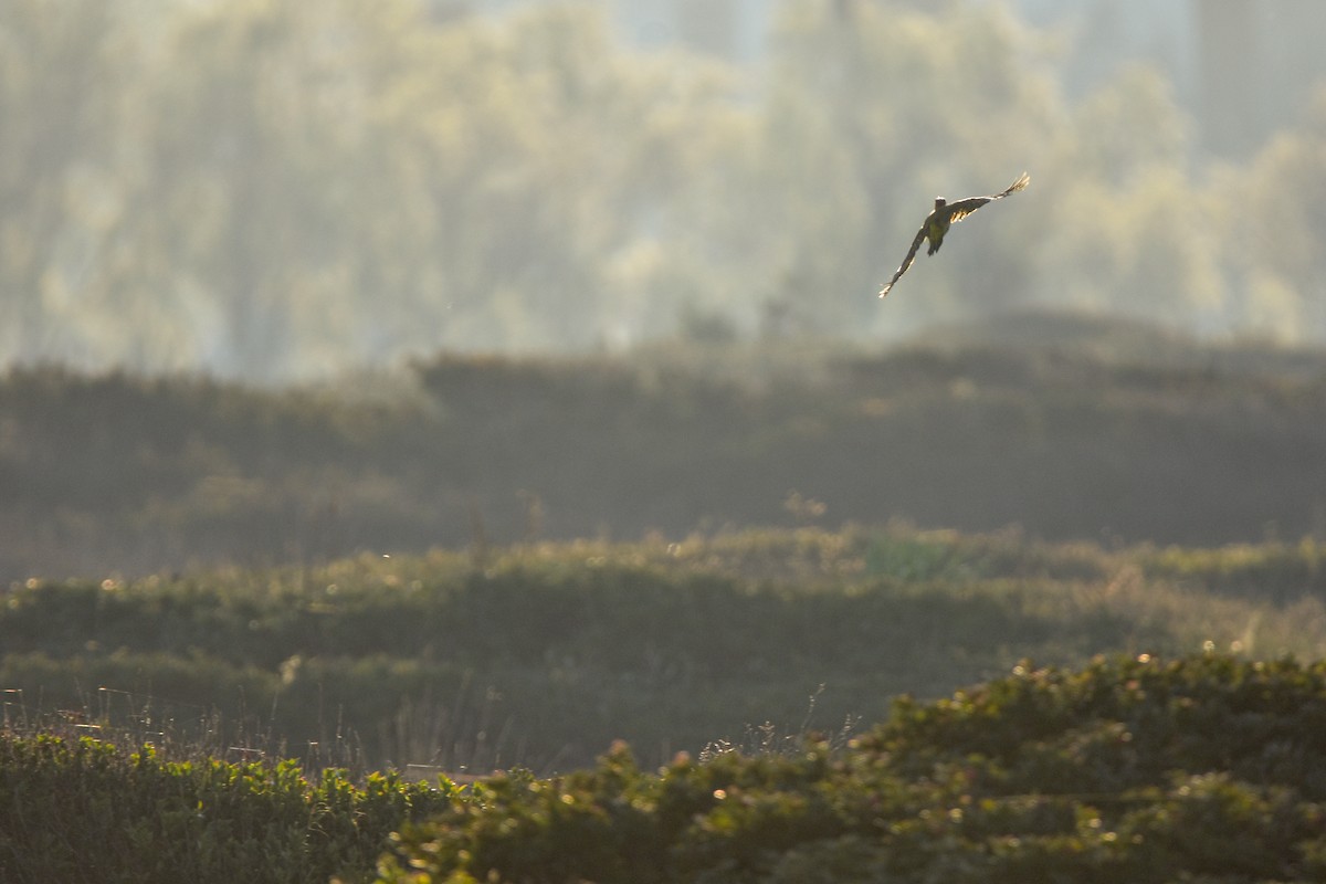 Yeşil Ağaçkakan - ML644618484