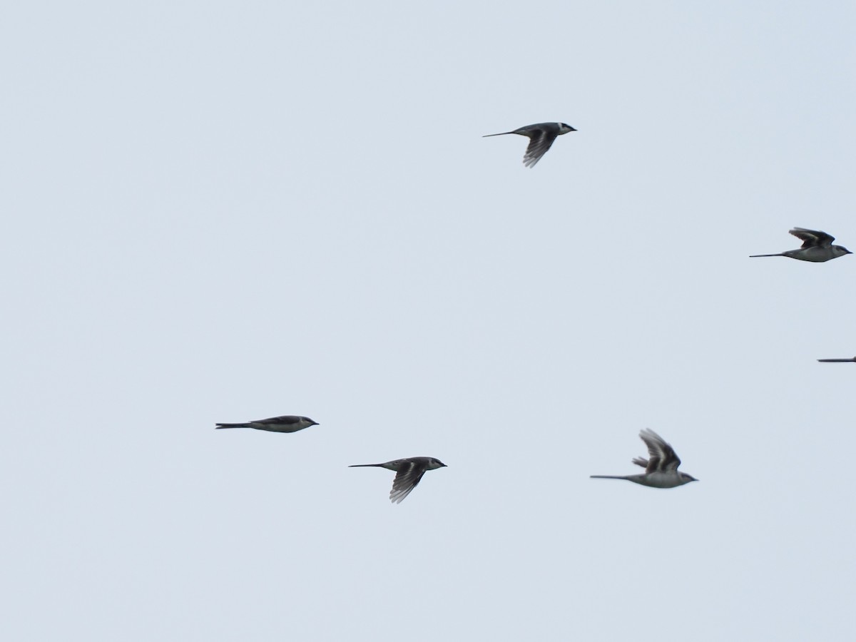 サンショウクイ - ML644618486