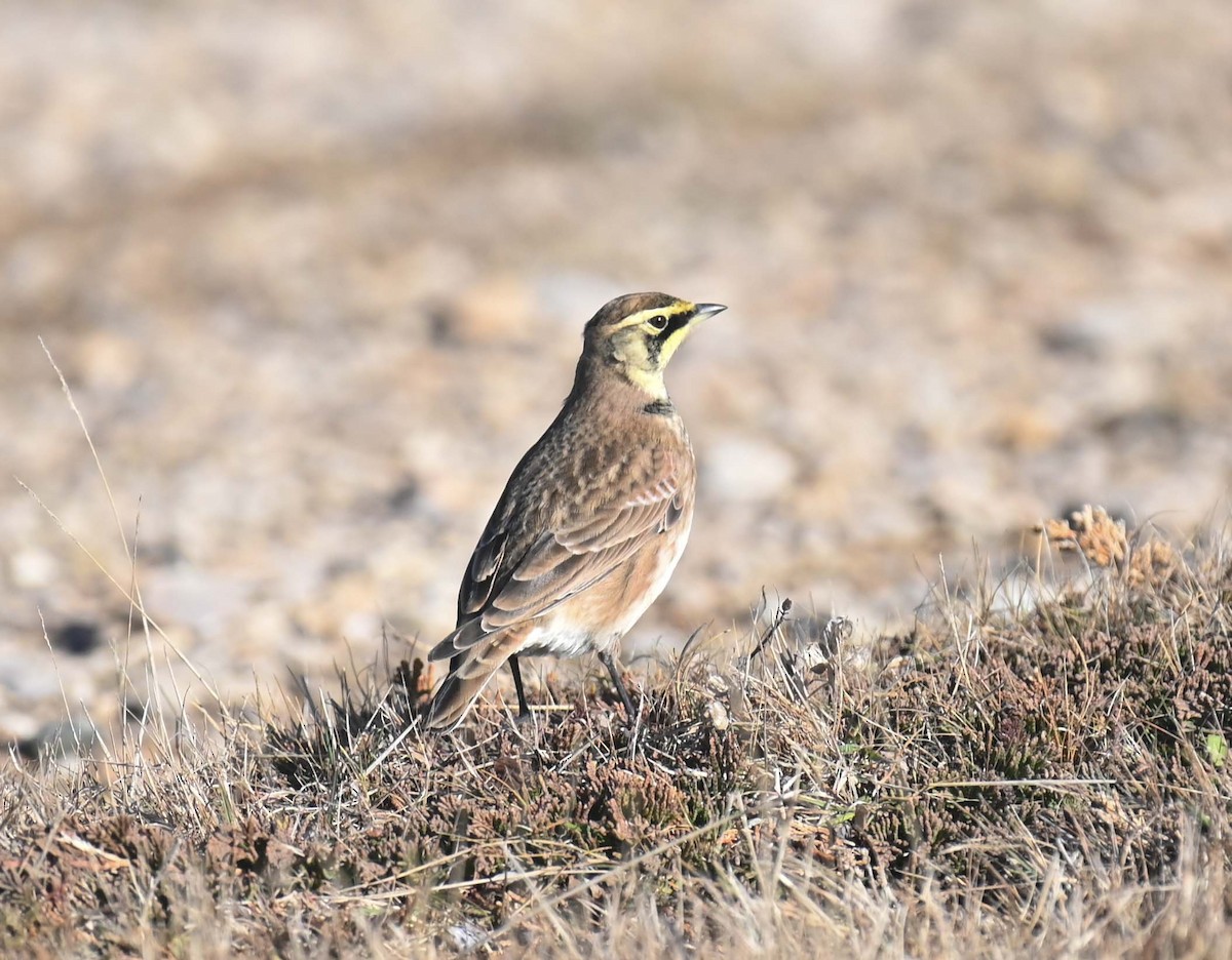 Horned Lark - ML644618493