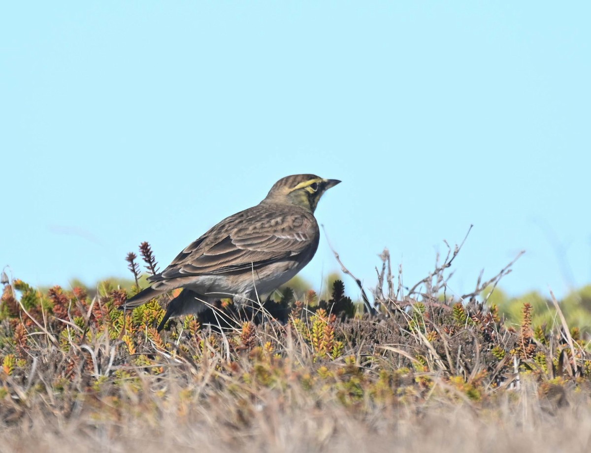 Horned Lark - ML644618494