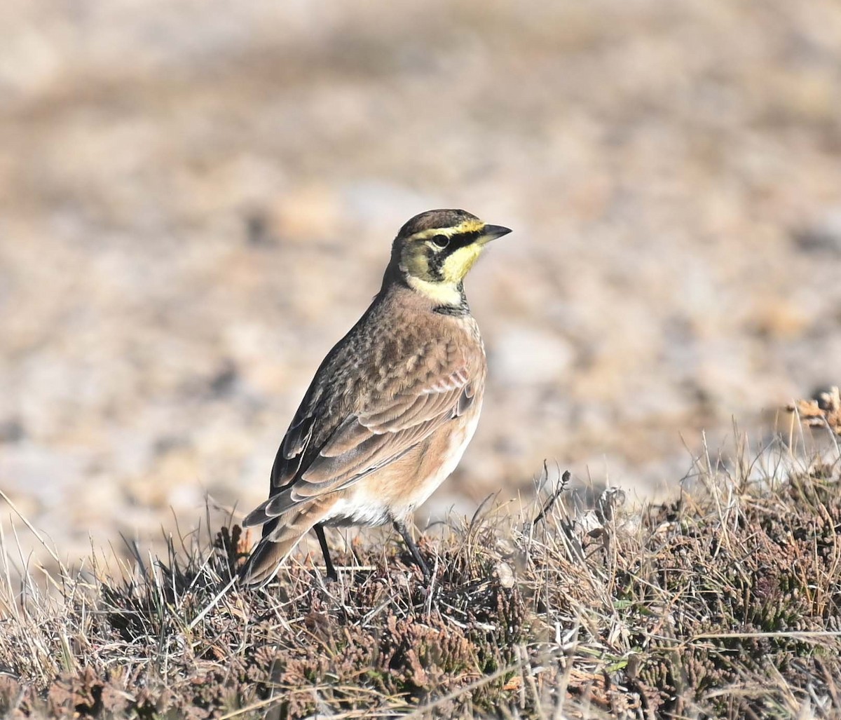 Horned Lark - ML644618495