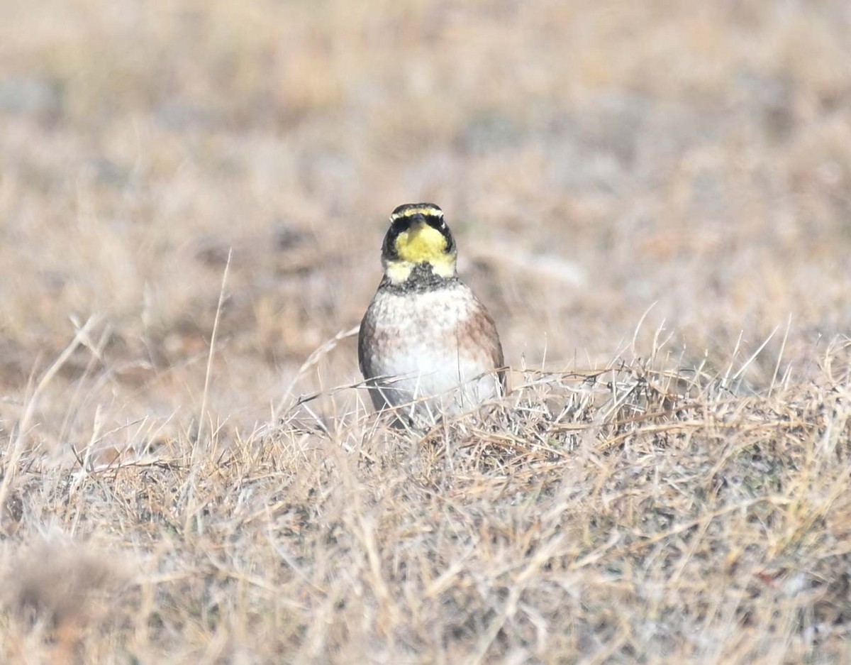 Horned Lark - ML644618496