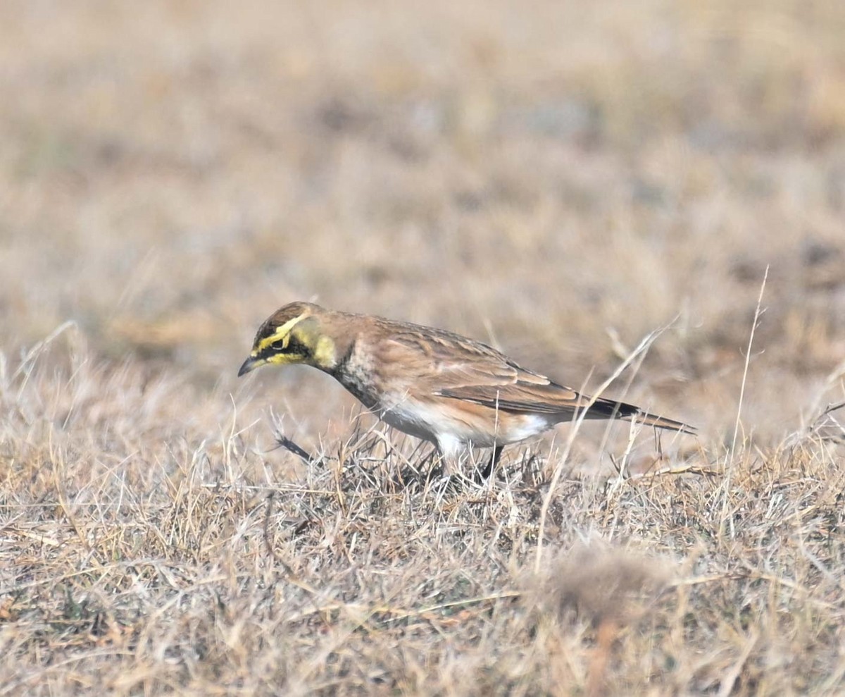Horned Lark - ML644618497