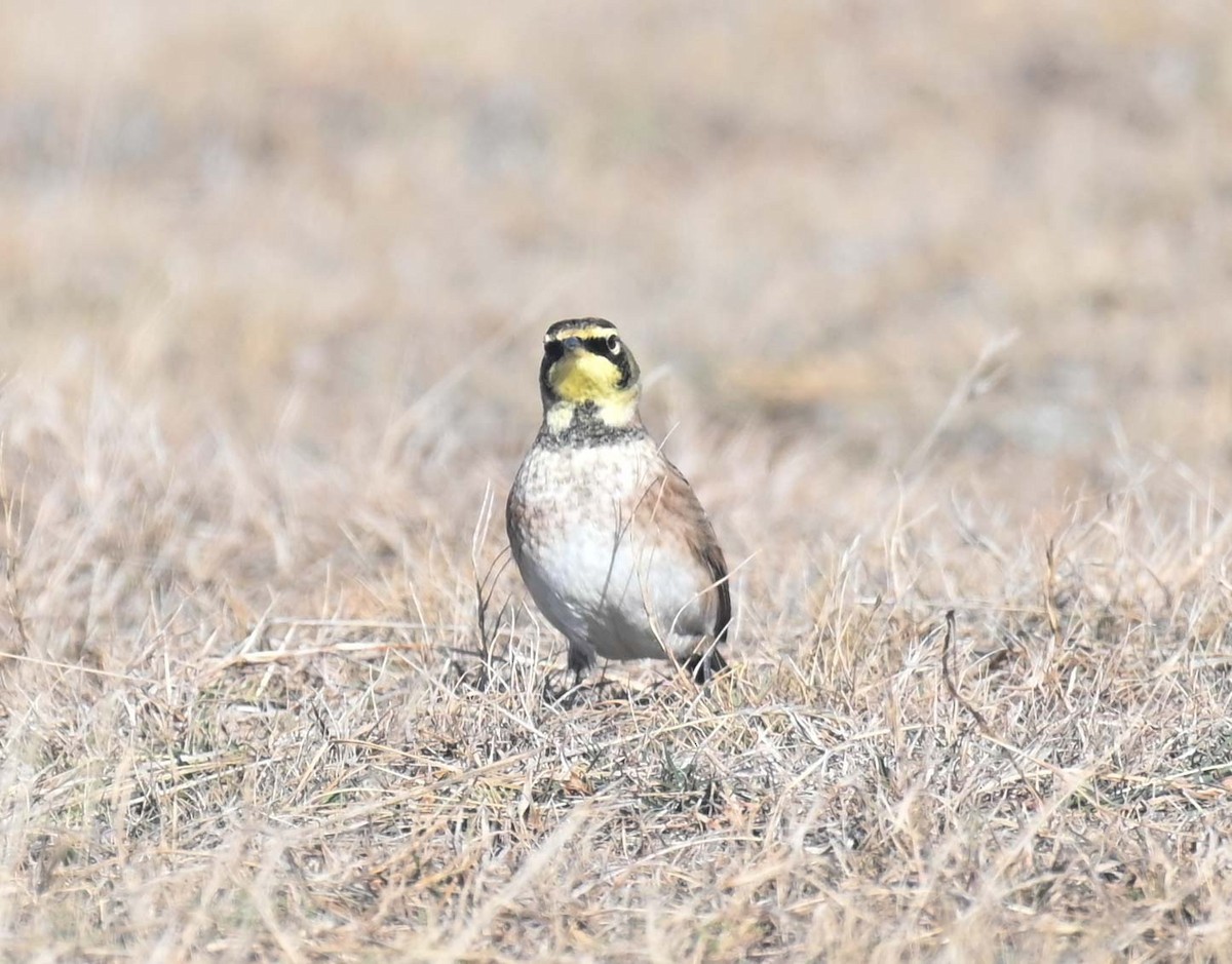 Horned Lark - ML644618498