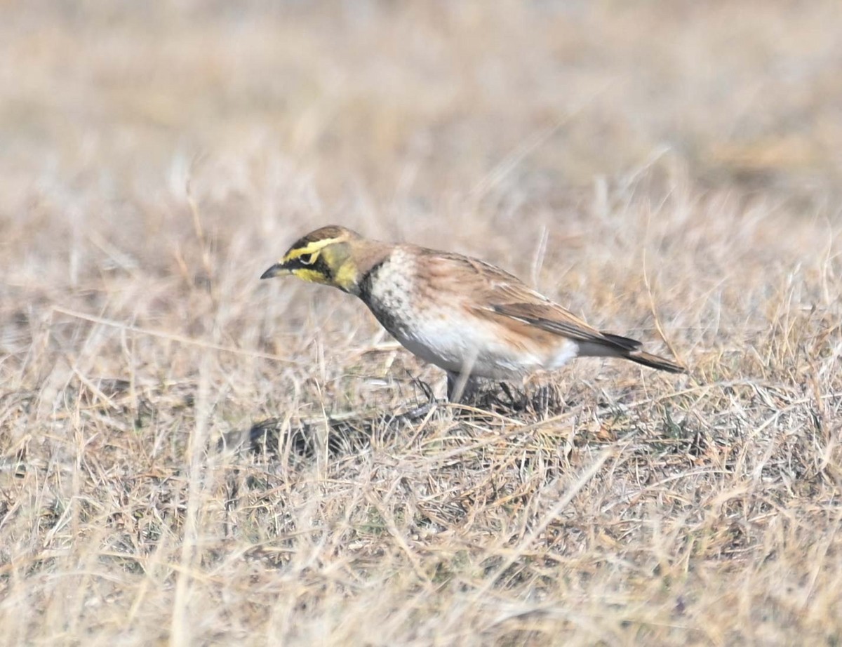 Horned Lark - ML644618499