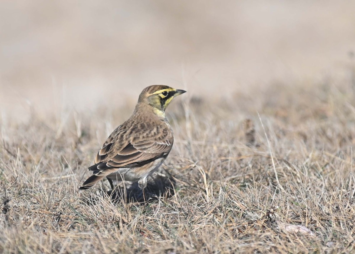 Horned Lark - ML644618500