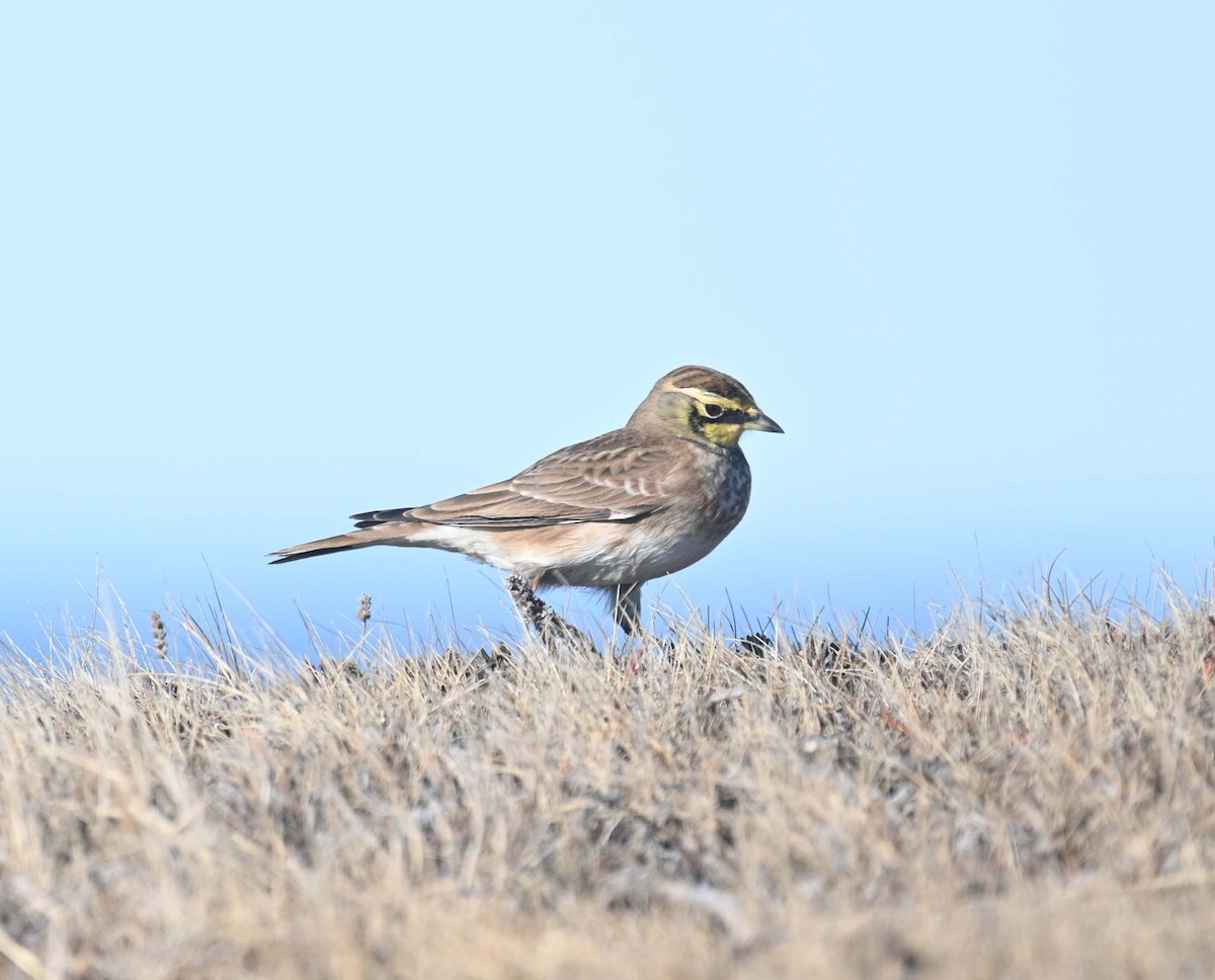 Horned Lark - ML644618502
