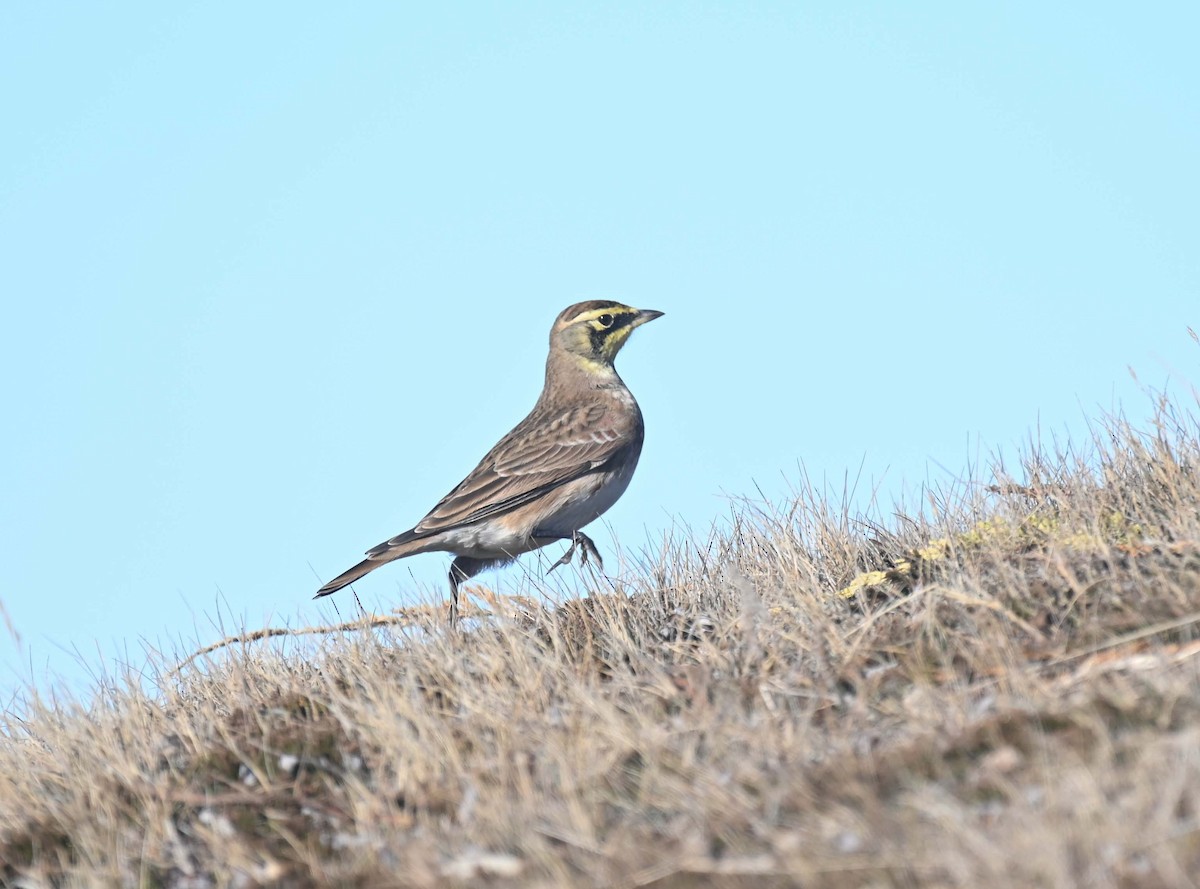 Horned Lark - ML644618503