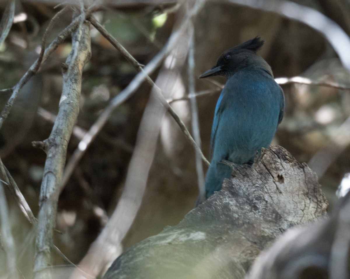 Steller's Jay - ML644618516