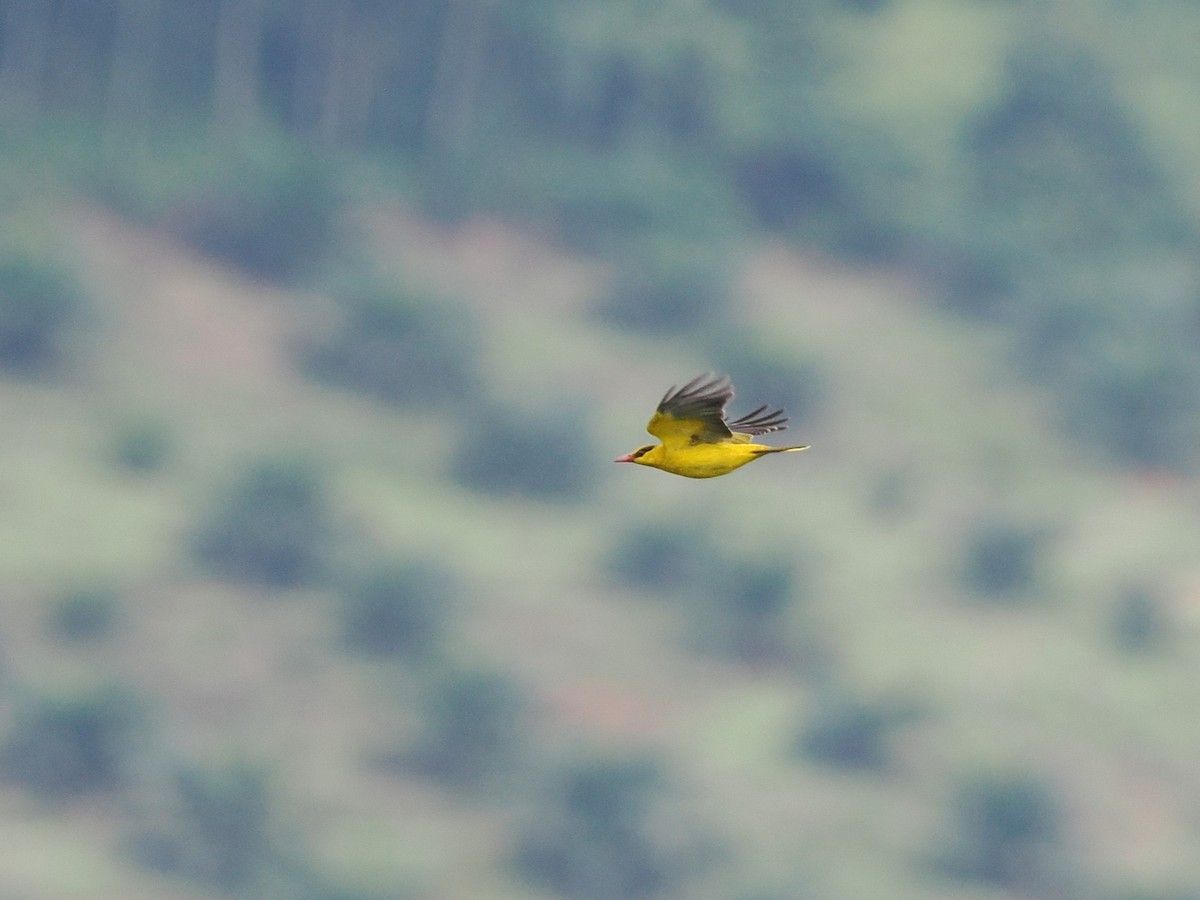 Black-naped Oriole - ML644618518