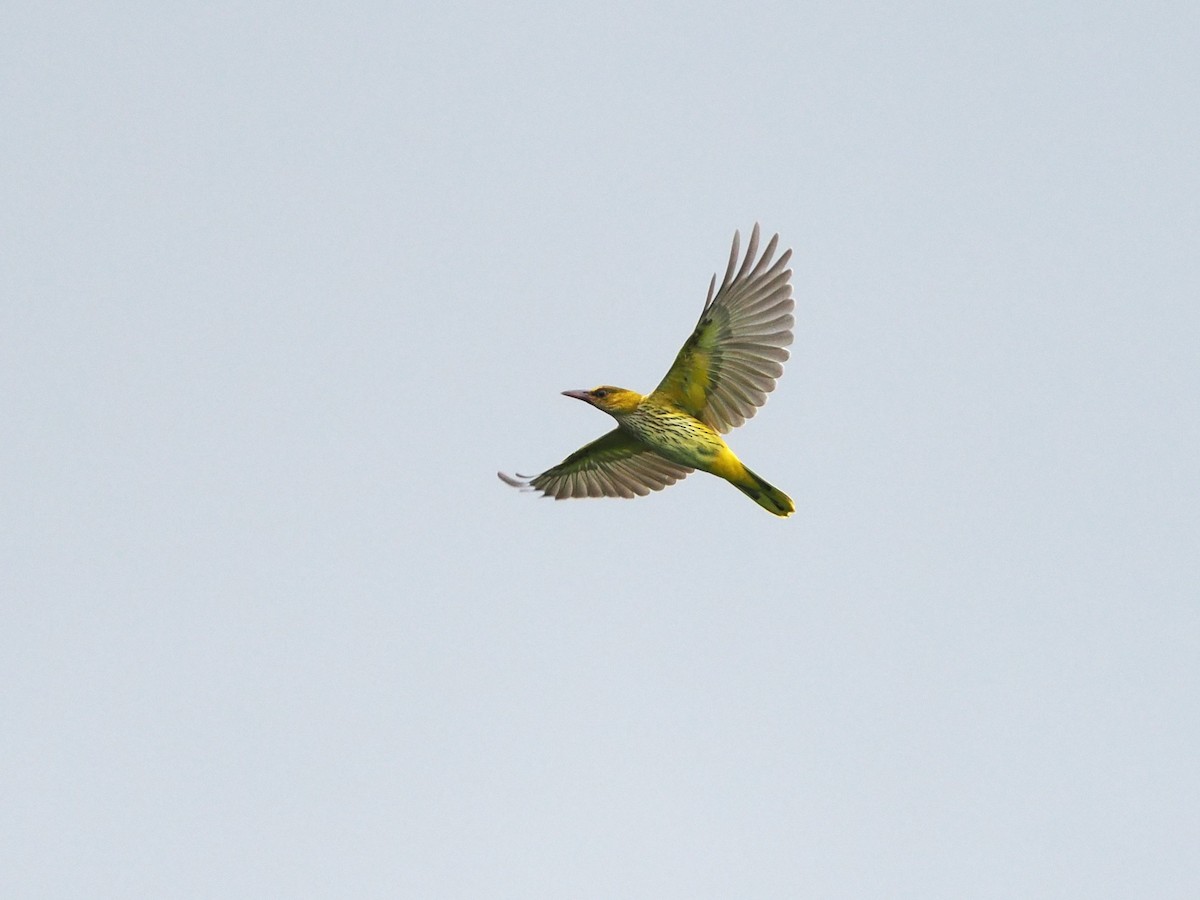 Black-naped Oriole - ML644618519