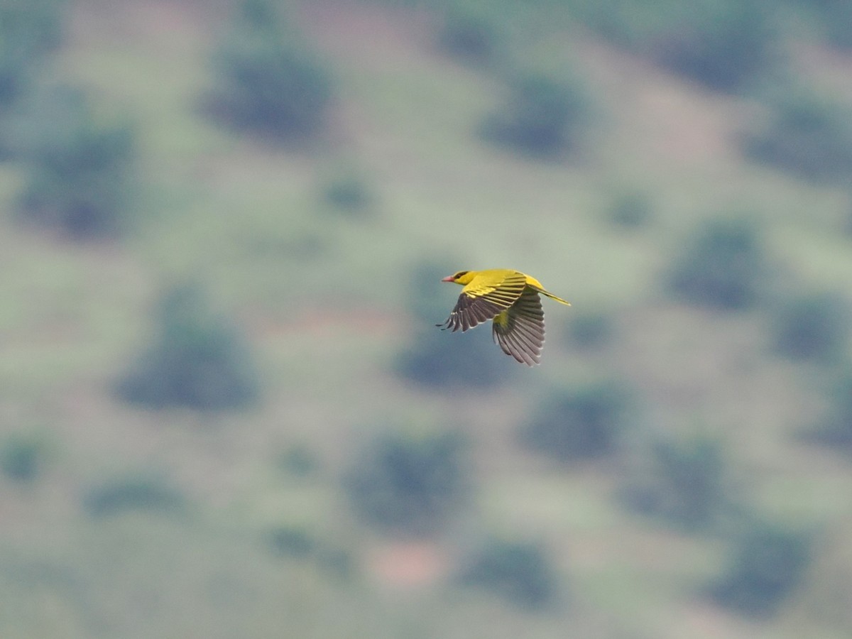 Black-naped Oriole - ML644618520