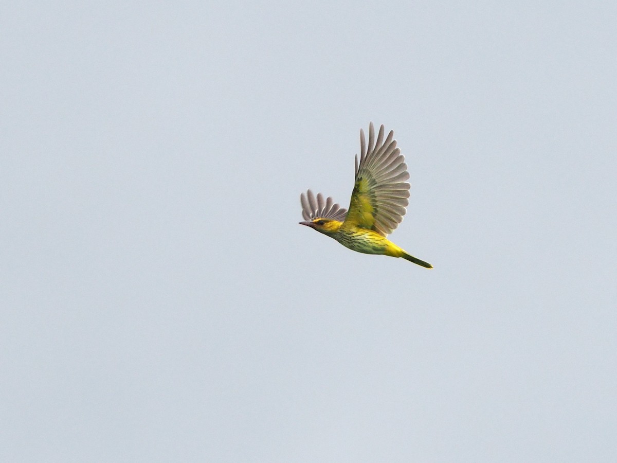 Black-naped Oriole - ML644618521