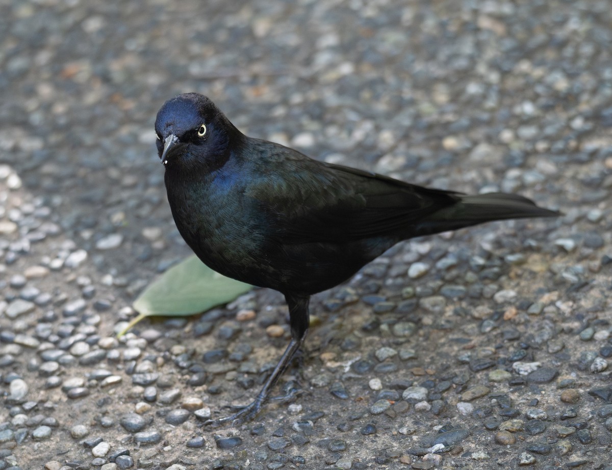 Brewer Karatavuğu - ML644618525