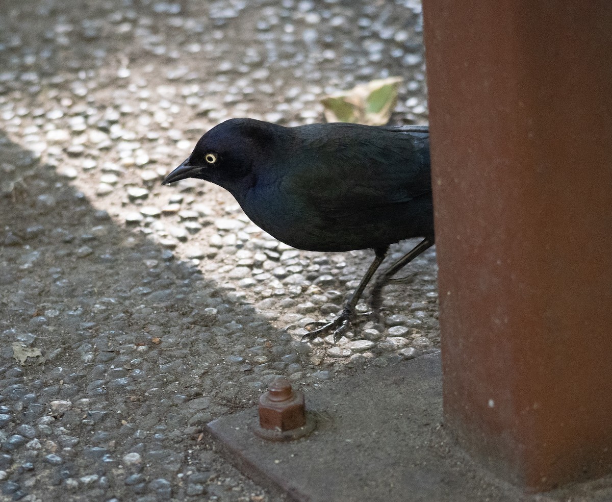 Brewer Karatavuğu - ML644618526