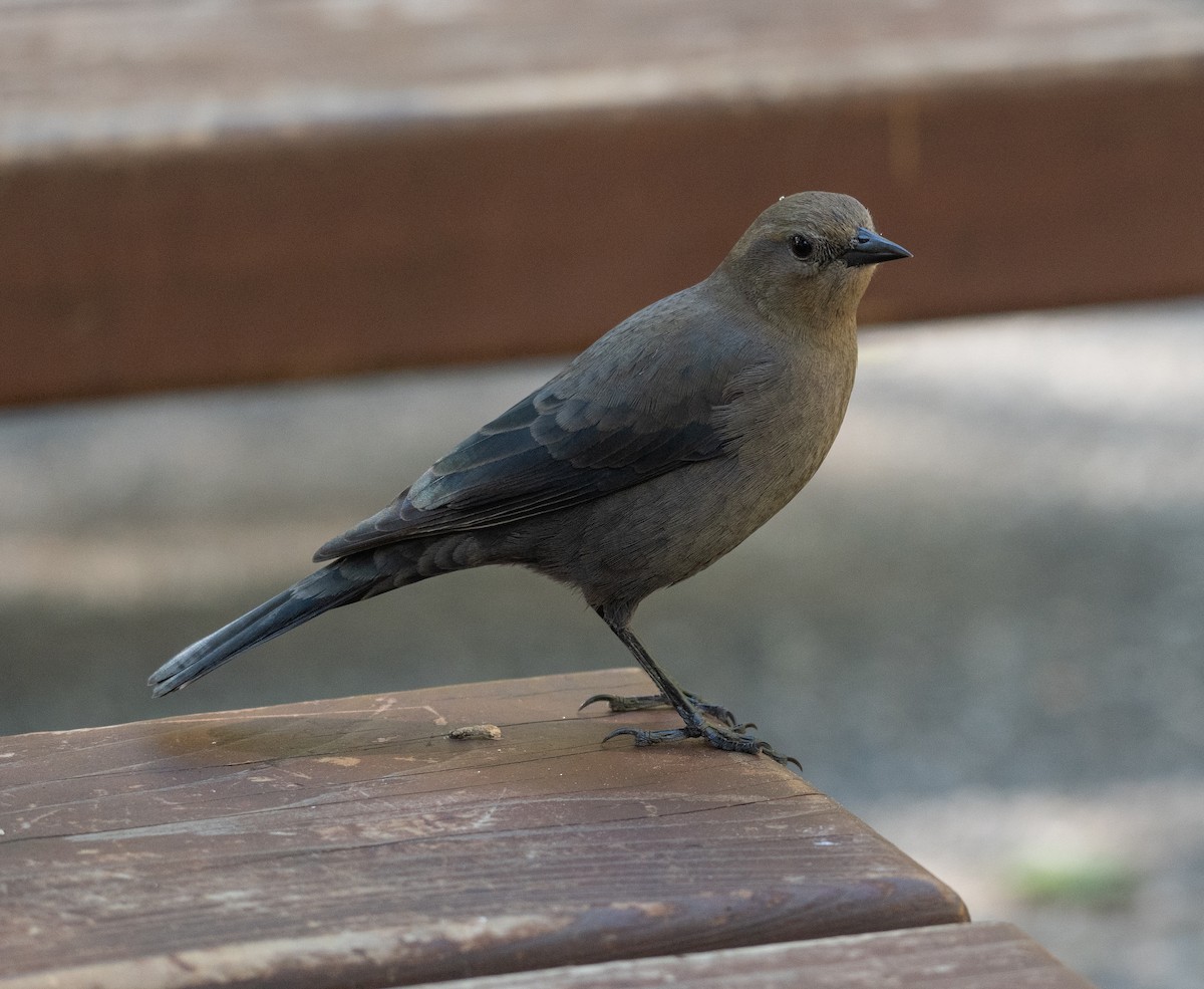 Brewer Karatavuğu - ML644618527