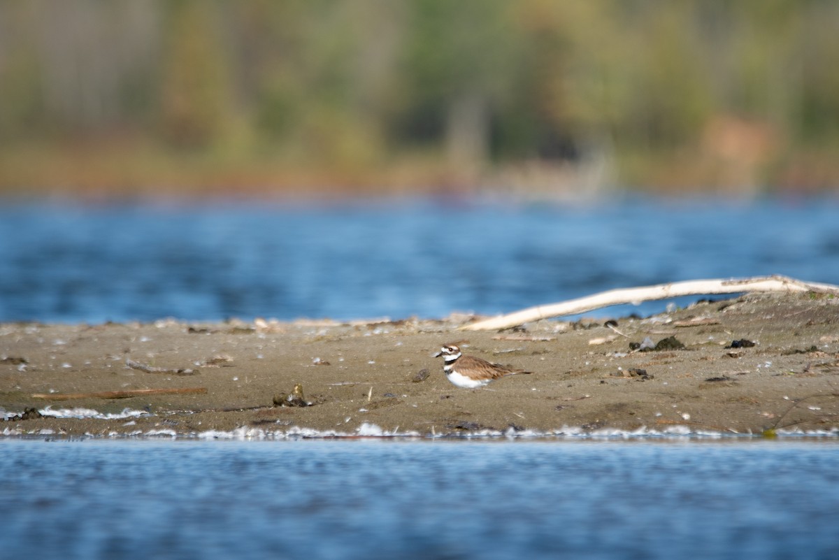 Killdeer - ML644618528