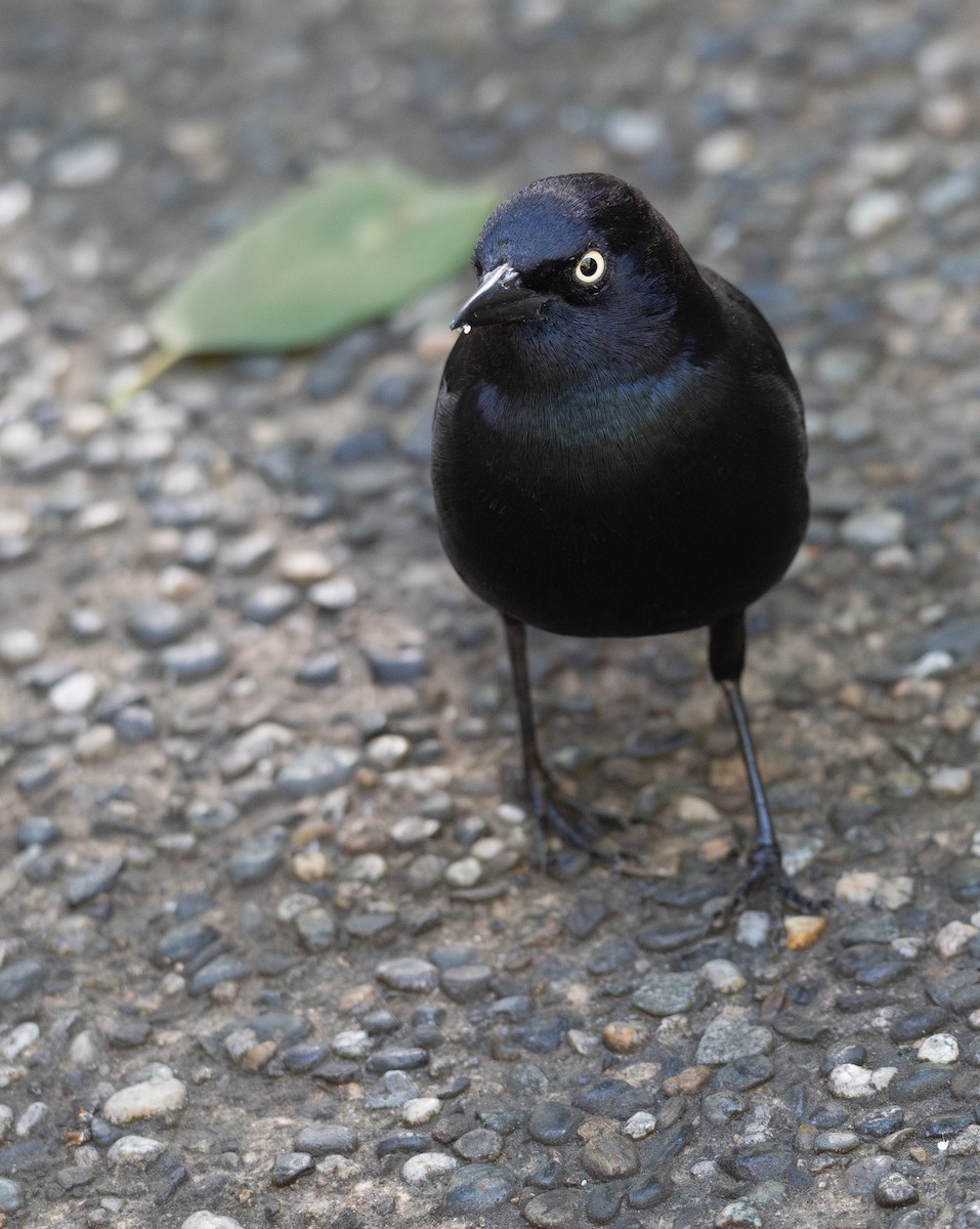 Brewer Karatavuğu - ML644618529